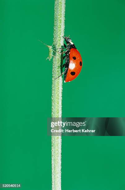 aphid and ladybug on stem - aphid stock pictures, royalty-free photos & images