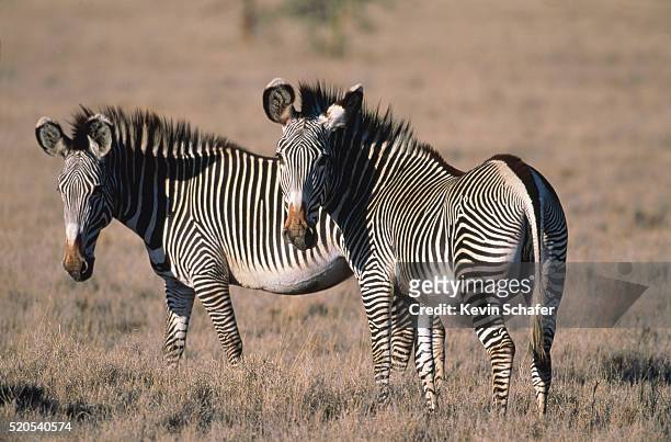 two grevy's zebras - two zebras stock pictures, royalty-free photos & images