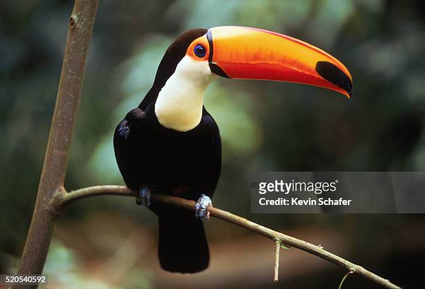 toco toucan - toucan stock pictures, royalty-free photos & images