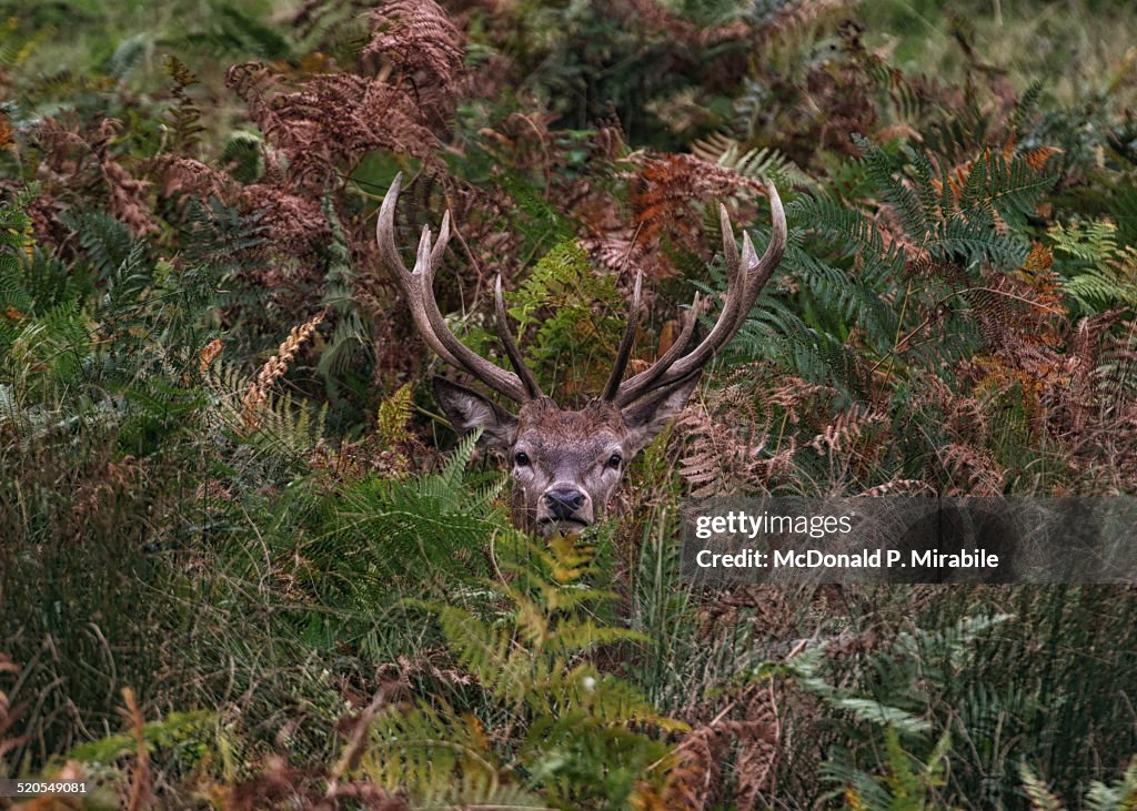 Red deer stag camouflaged