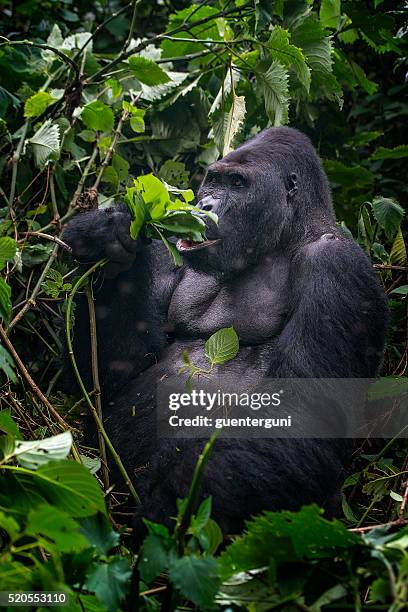 feeding silverback gorilla, wildlife shot, congo - eastern lowland gorilla stock pictures, royalty-free photos & images