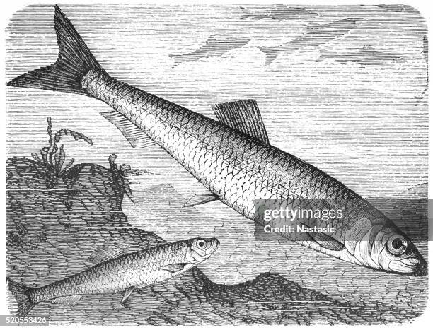 clupea sprattus and atlantic herring - herring stock illustrations