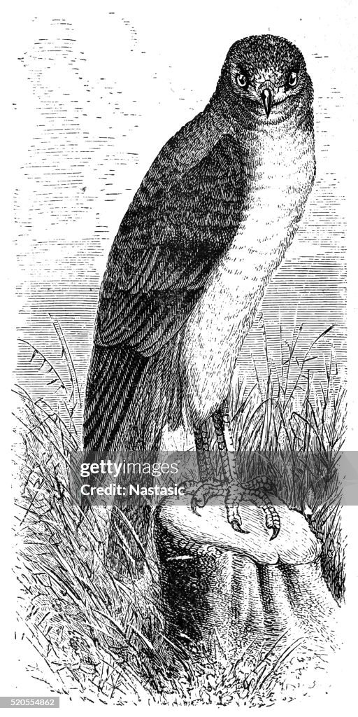 Gallina harrier (Circus cyaneus