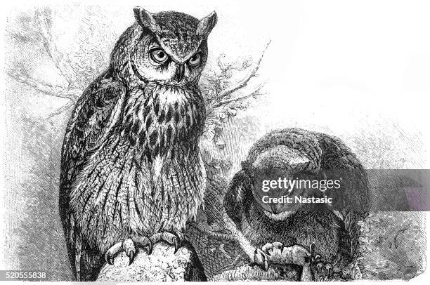 illustrazioni stock, clip art, cartoni animati e icone di tendenza di gufo di aquila eurasiatica (bubo bubo) - popolo eurasiatico