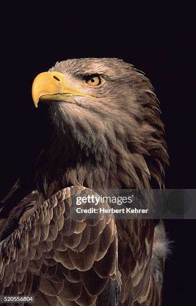 white-tailed eagle - zeearend stockfoto's en -beelden