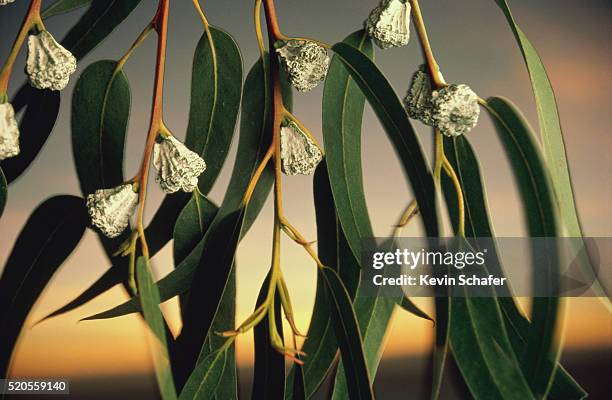 eucalyptus tree at sunset - gum tree stock pictures, royalty-free photos & images