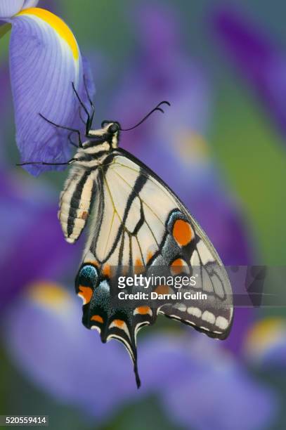 eastern tiger swallowtail at rest on a dutch iris - tiger swallowtail butterfly stock pictures, royalty-free photos & images