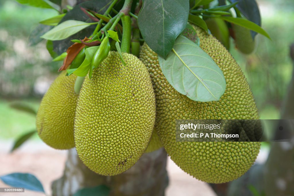Unripe Jackfruit on Tree