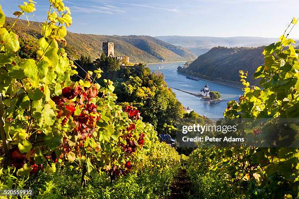 view of burg pfalzgrafenstein and rhine river - rhein foto e immagini stock