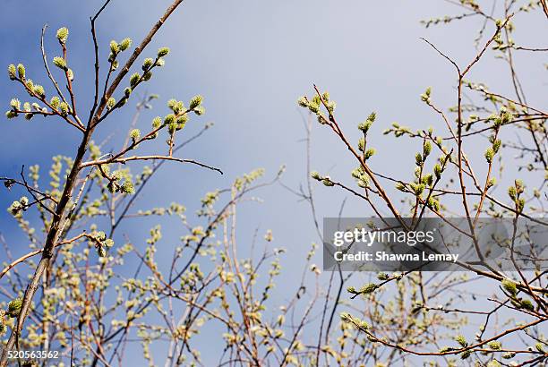 Spring In Edmonton 421 Edmonton Spring Stock Photos, High-Res Pictures, and Images - Getty ...