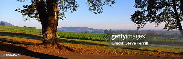 vineyards - washington county oregon bildbanksfoton och bilder
