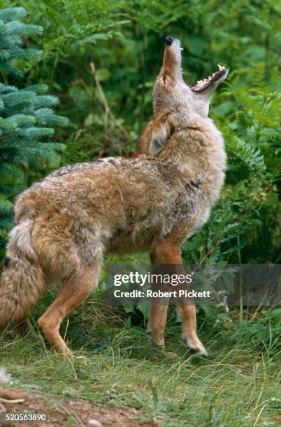 howling coyote - prairie dog stock pictures, royalty-free photos & images