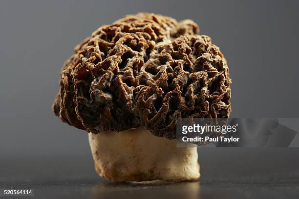 morel mushroom - morel mushroom stock pictures, royalty-free photos & images
