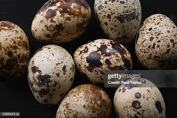 quail eggs - uovo di quaglia foto e immagini stock