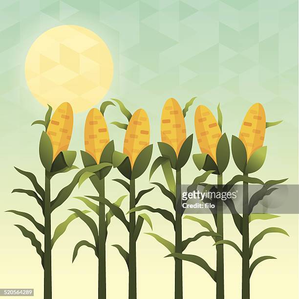 illustrations, cliparts, dessins animés et icônes de cornfield - champ agriculture