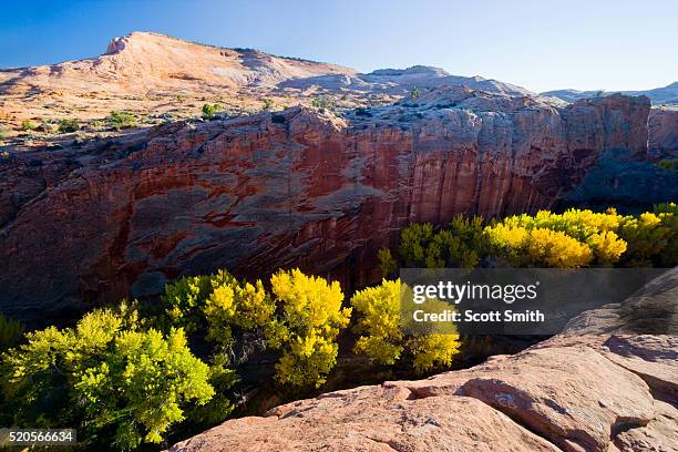 cottonwoods in harris wash - glen canyon stock pictures, royalty-free photos & images