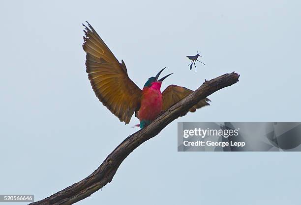 carmine bee-eater and wasp - african wasp stock pictures, royalty-free photos & images