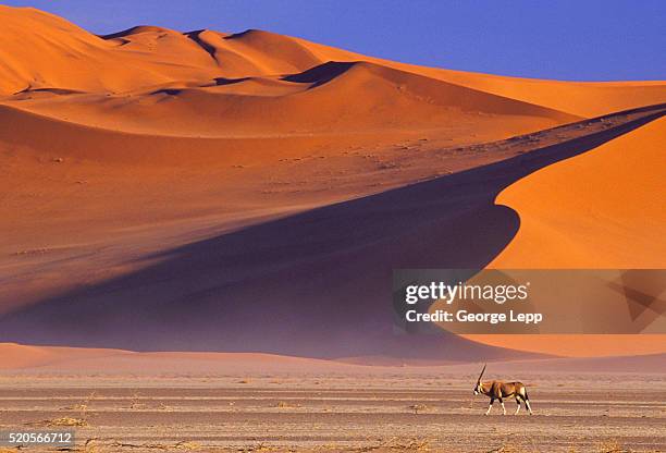 oryx and red dunes - sossusvlei stock pictures, royalty-free photos & images