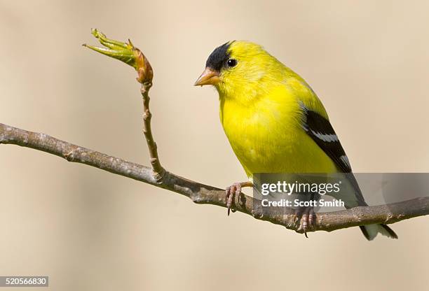 male american goldfinch - american goldfinch - fotografias e filmes do acervo
