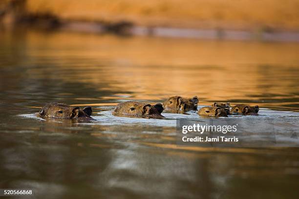 Capybara Island Rio 276 Capybara Rio Stock Photos, High-Res Pictures, and Images - Getty Images