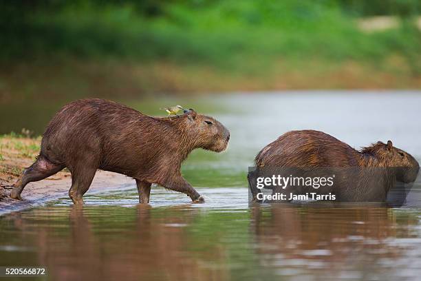 Capybara Island Rio 276 Capybara Rio Stock Photos, High-Res Pictures, and Images - Getty Images