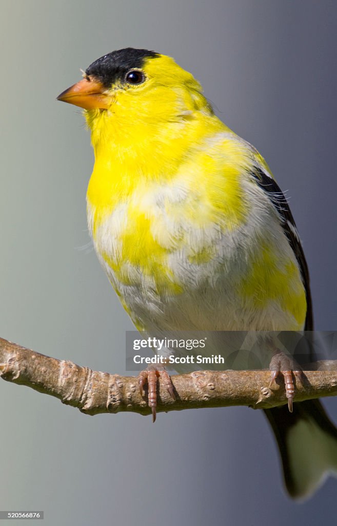 Male American goldfinch