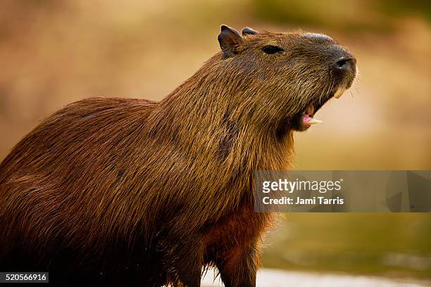 capybara shows its teeth while yawning - capybara stock pictures, royalty-free photos & images