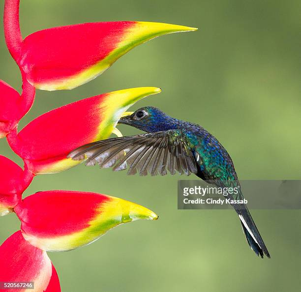 violet sabrewing (male) feeding at flower. - hawaiian heliconia stock pictures, royalty-free photos & images