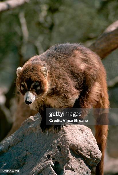 coatimundi at the sonora desert museum - arizona sonora desert museum stock pictures, royalty-free photos & images