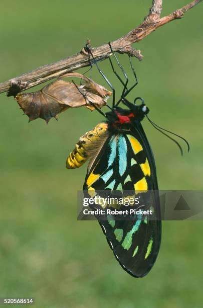 56 Ornithoptera Euphorion Stock Photos, High-Res Pictures, and