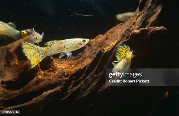 guppies in fish tank - guppy stock pictures, royalty-free photos & images