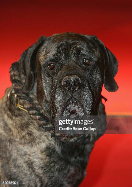 Jerry the dog arrives at the Berlin premiere of "Vom Suchen Und Finden Der Liebe" at the CineStar on January 24, 2005 in Berlin, Germany.