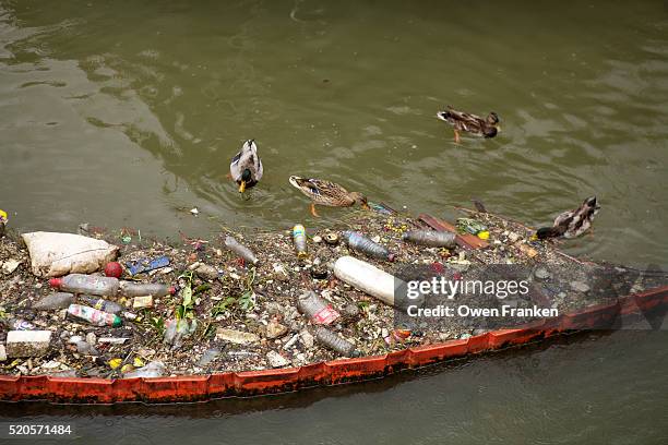 garbage accumulated in the seine river, paris - seine river stock pictures, royalty-free photos & images