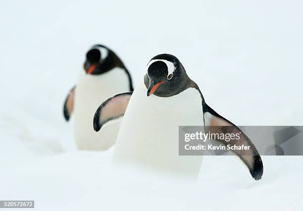 gentoo penguins (pygoscelis papua) marching through deep snow, - eselspinguin stock-fotos und bilder