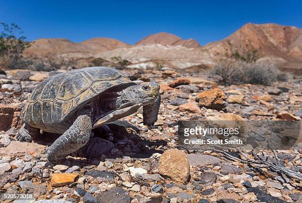desert tortoise - deserto de mojave - fotografias e filmes do acervo