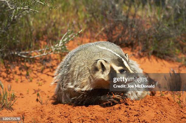 american badger at burrow - american badger 個照片及圖片檔