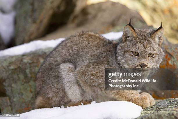 canada lynx cub camouflaged in lichen covered rocks - canadian lynx fotografías e imágenes de stock