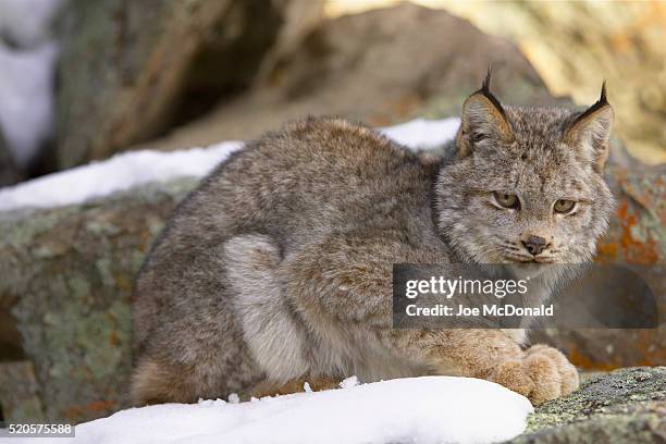 canada lynx cub camouflaged in lichen covered rocks - lynx du canada photos et images de collection