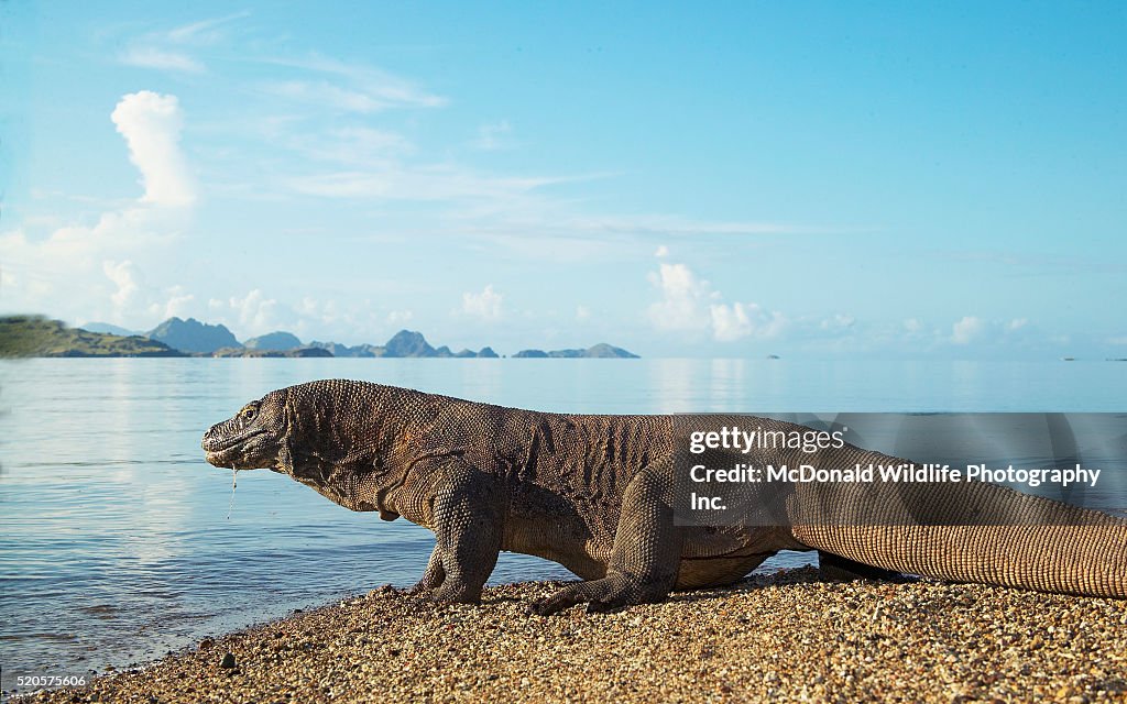 Komodo Dragon on beach on Komodo Island