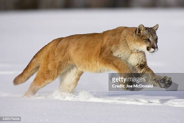 mountain lion running across fresh snow - cat profile stock pictures, royalty-free photos & images