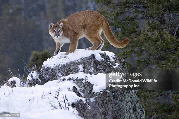 mountain lion crouching on snow covered rock - cougar stock pictures, royalty-free photos & images