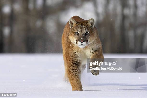 mountain lion running across fresh snow - puma stock-fotos und bilder