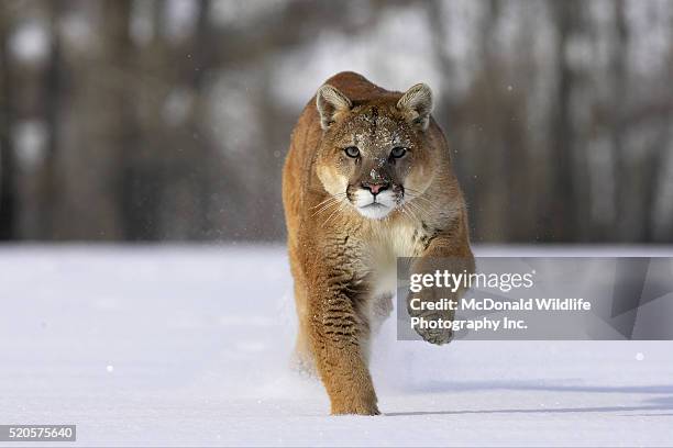 mountain lion running across fresh snow - puma stock pictures, royalty-free photos & images