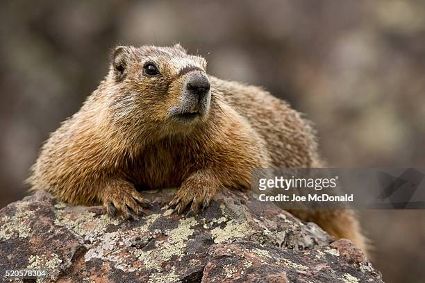 yellow-bellied marmot in yellowstone national park - marmota stock-fotos und bilder