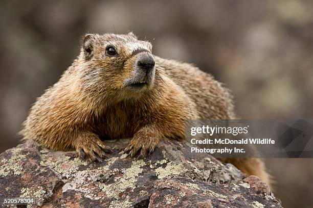 5,469 Marmot Photos and Premium High Res Pictures - Getty Images 5,469 Marmot Photos and Premium High Res Pictures - Getty Images