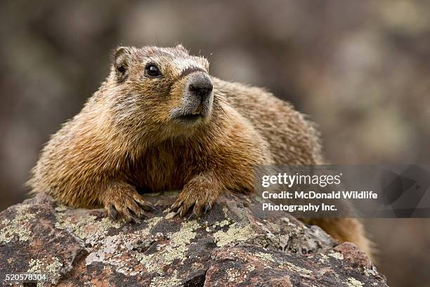 yellow-bellied marmot in yellowstone national park - groundhog stock pictures, royalty-free photos & images