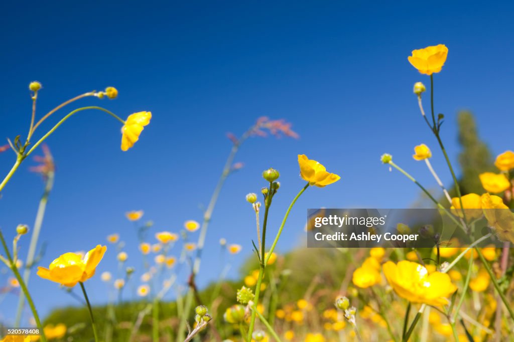 Flowering buttercups