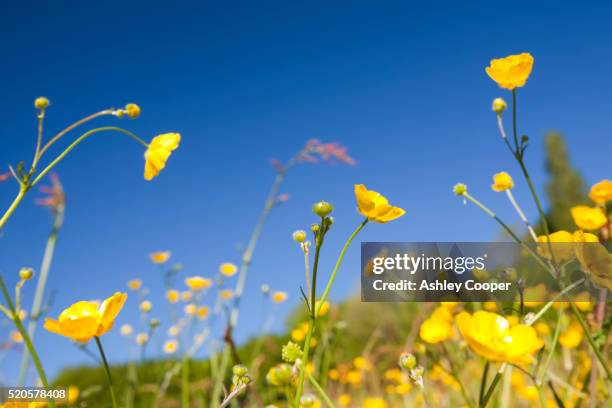 flowering buttercups - wildflower meadow stock pictures, royalty-free photos & images