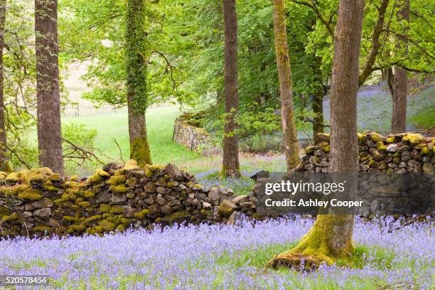 bluebells in jiffy knott woods near ambleside, cumbria - ambleside imagens e fotografias de stock