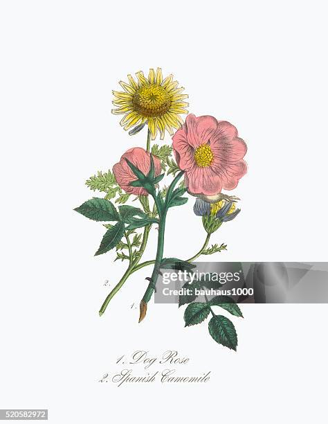 viktorianische botanischer abbildung eines hund rose und spanischen kamille - wildrose stock-grafiken, -clipart, -cartoons und -symbole